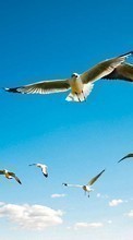 New mobile wallpapers - free download. Seagulls, Sky, Birds, Animals picture and image for mobile phones.