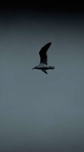 New mobile wallpapers - free download. Seagulls, Birds, Animals picture and image for mobile phones.