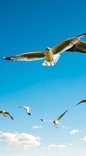 New mobile wallpapers - free download. Seagulls,Birds,Animals picture and image for mobile phones.