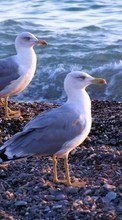 Animals, Birds, Seagulls for OnePlus One