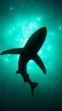 New mobile wallpapers - free download. Sharks,Fishes,Animals picture and image for mobile phones.