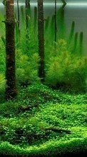 New mobile wallpapers - free download. Aquariums, Objects, Plants picture and image for mobile phones.