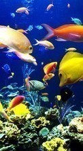 New mobile wallpapers - free download. Aquariums,Fishes,Animals picture and image for mobile phones.