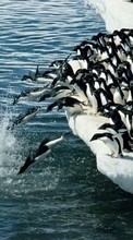 New mobile wallpapers - free download. Animals, Winter, Water, Pinguins, Sea, Antarctica, Arctic picture and image for mobile phones.