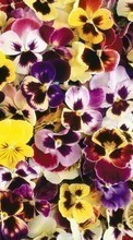 New mobile wallpapers - free download. Plants, Flowers, Backgrounds, Pansies picture and image for mobile phones.