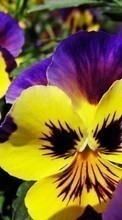 New mobile wallpapers - free download. Plants, Flowers, Pansies picture and image for mobile phones.