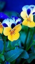 New 240x400 mobile wallpapers Plants, Flowers, Pansies free download.