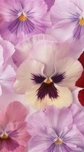 New mobile wallpapers - free download. Plants, Flowers, Pansies picture and image for mobile phones.