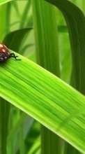 New 540x960 mobile wallpapers Grass, Insects, Art, Ladybugs free download.