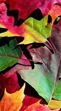 New mobile wallpapers - free download. Plants, Backgrounds, Autumn, Leaves picture and image for mobile phones.