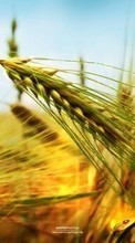 New mobile wallpapers - free download. Plants, Grass, Art, Wheat picture and image for mobile phones.