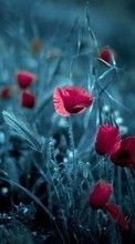 New mobile wallpapers - free download. Art photo, Flowers, Poppies, Plants picture and image for mobile phones.