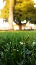 New mobile wallpapers - free download. Grass, Art photo, Objects, Feather picture and image for mobile phones.