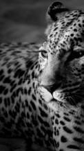 New mobile wallpapers - free download. Animals, Art photo, Leopards picture and image for mobile phones.