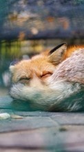 New mobile wallpapers - free download. Art photo, Fox, Animals picture and image for mobile phones.