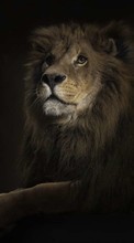 New mobile wallpapers - free download. Animals, Art photo, Lions picture and image for mobile phones.