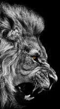 New mobile wallpapers - free download. Art photo, Lions, Animals picture and image for mobile phones.