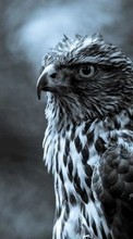 New mobile wallpapers - free download. Art photo, Falcons, Birds, Animals picture and image for mobile phones.