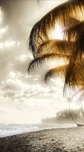 New 540x960 mobile wallpapers Landscape, Art photo, Beach, Palms free download.