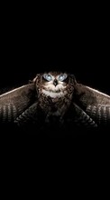 New mobile wallpapers - free download. Animals, Birds, Art photo, Owl picture and image for mobile phones.