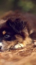 Art photo, Dogs, Animals for Sony Xperia Z5