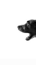 New 360x640 mobile wallpapers Animals, Dogs, Art photo free download.