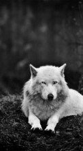 New mobile wallpapers - free download. Art photo, Wolfs, Animals picture and image for mobile phones.