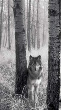 New mobile wallpapers - free download. Animals, Wolfs, Art photo picture and image for mobile phones.