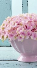 New mobile wallpapers - free download. Cups, Flowers, Background, Still life, Plants picture and image for mobile phones.