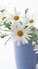 New mobile wallpapers - free download. Cups, Flowers, Objects, Plants, Camomile picture and image for mobile phones.