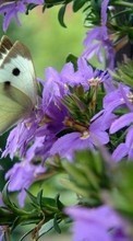 New 1024x600 mobile wallpapers Butterflies, Flowers, Insects free download.