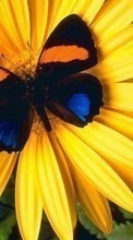 New mobile wallpapers - free download. Butterflies, Flowers, Insects picture and image for mobile phones.