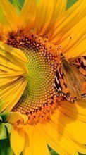 New mobile wallpapers - free download. Butterflies, Flowers, Insects, Sunflowers, Plants picture and image for mobile phones.
