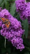 New mobile wallpapers - free download. Butterflies, Flowers, Insects, Plants picture and image for mobile phones.