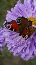 New mobile wallpapers - free download. Plants, Butterflies, Flowers, Insects picture and image for mobile phones.