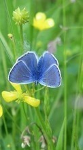 New mobile wallpapers - free download. Plants, Butterflies, Flowers, Insects picture and image for mobile phones.