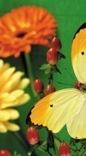 Butterflies,Flowers,Plants
