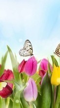 New mobile wallpapers - free download. Butterflies, Flowers, Plants, Tulips picture and image for mobile phones.