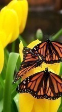 New 540x960 mobile wallpapers Butterflies, Insects free download.