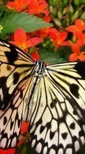 New 1024x768 mobile wallpapers Butterflies, Insects free download.