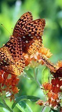 New mobile wallpapers - free download. Butterflies, Insects picture and image for mobile phones.