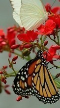 New mobile wallpapers - free download. Butterflies,Insects picture and image for mobile phones.