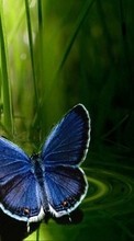 New mobile wallpapers - free download. Butterflies,Insects picture and image for mobile phones.