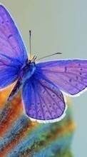 New 240x320 mobile wallpapers Butterflies, Insects free download.