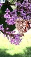 New 360x640 mobile wallpapers Plants, Butterflies, Insects free download.
