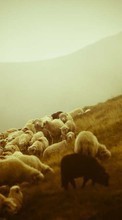 New mobile wallpapers - free download. Rams,People,Men,Animals picture and image for mobile phones.