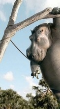 New mobile wallpapers - free download. Hippos,Pictures,Animals picture and image for mobile phones.