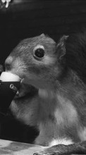 Humor, Animals, Squirrel, Rodents, Beer for Sony Xperia T2 Ultra