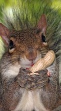 New 240x320 mobile wallpapers Animals, Squirrel, Rodents free download.