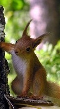 New mobile wallpapers - free download. Animals, Squirrel, Rodents picture and image for mobile phones.